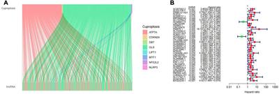 LncRNAs signatures associated with cuproptosis predict the prognosis of endometrial cancer